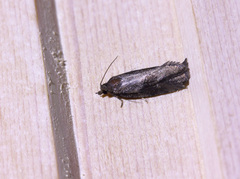 Endothenia quadrimaculana