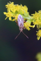 Stictopleurus