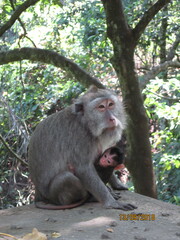 Macaca fascicularis