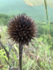 Echinacea