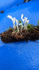 Cordyceps tenuipes
