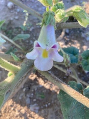 Proboscidea parviflora