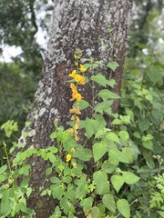Crotalaria pumila