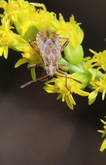 Stictopleurus