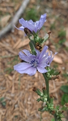 Cichorium endivia