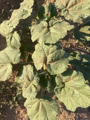Proboscidea parviflora