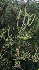 Cylindropuntia leptocaulis