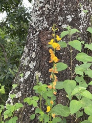 Crotalaria pumila