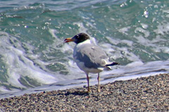 Ichthyaetus ichthyaetus