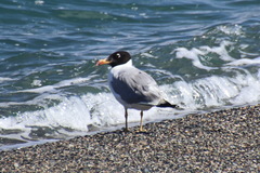 Ichthyaetus ichthyaetus