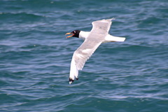 Ichthyaetus ichthyaetus