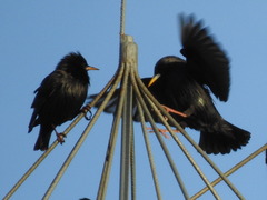 Sturnus unicolor