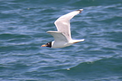 Ichthyaetus ichthyaetus