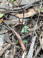 Cyrtostylis reniformis