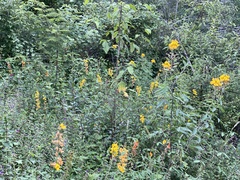 Crotalaria pumila