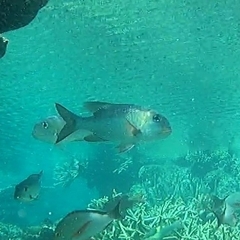 Monotaxis grandoculis