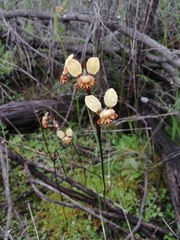 Diuris corymbosa
