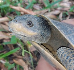 Mesoclemmys tuberculata