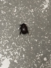 Pentodontini