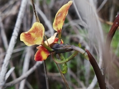 Diuris corymbosa