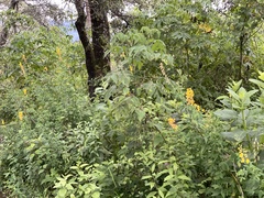 Crotalaria pumila