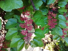 Cissus erosa