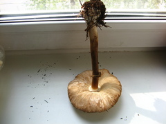 Chlorophyllum rhacodes