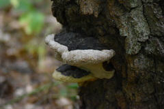 Fomitopsis pinicola
