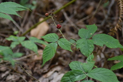 Rubus fruticosus