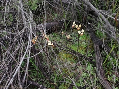Diuris corymbosa