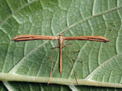 Emmelina monodactyla