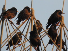 Sturnus unicolor