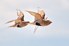 Syrrhaptes paradoxus