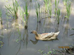 Anas platyrhynchos domesticus