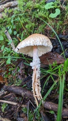 Lepiota magnispora