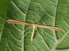 Emmelina monodactyla