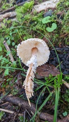 Lepiota magnispora