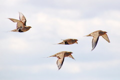 Syrrhaptes paradoxus