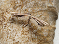 Emmelina monodactyla