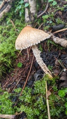 Lepiota magnispora