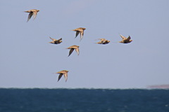 Syrrhaptes paradoxus