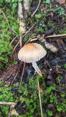 Lepiota magnispora