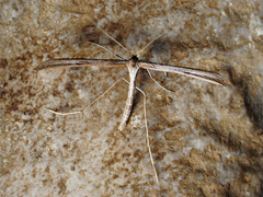 Emmelina monodactyla