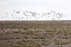 Syrrhaptes paradoxus