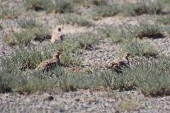 Syrrhaptes paradoxus