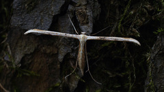 Emmelina monodactyla