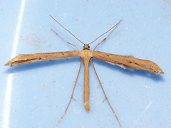 Emmelina monodactyla