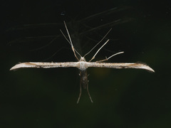 Emmelina monodactyla