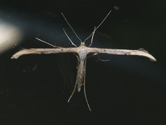 Emmelina monodactyla