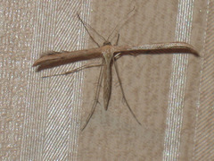 Emmelina monodactyla